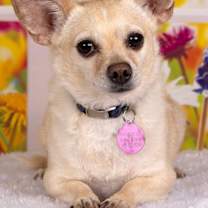 adopt-pet