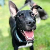 Thumbnail photo of Sammy #1