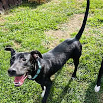 Thumbnail photo of Sammy #2