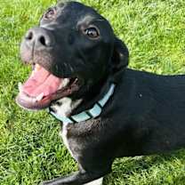 Thumbnail photo of Sammy #3