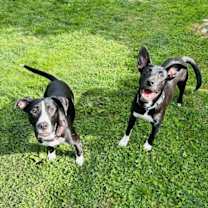 Thumbnail photo of Sammy #4