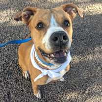 adopt-pet