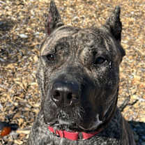 Thumbnail photo of Ophelia #1