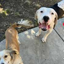 Thumbnail photo of Pluto #4