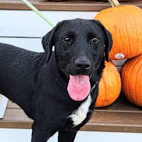 adopt-pet