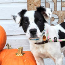 adopt-pet