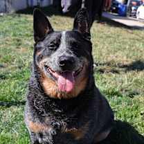 Thumbnail photo of Ozzy #1