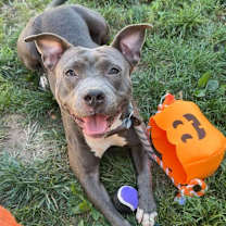 Thumbnail photo of Bella #1