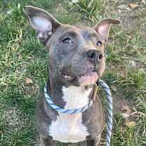 Thumbnail photo of Bella #2