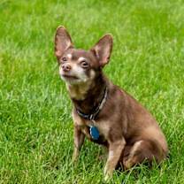 Thumbnail photo of Biggie #1