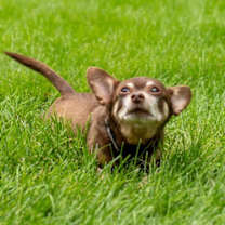 Thumbnail photo of Biggie #2