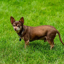 Thumbnail photo of Biggie #4