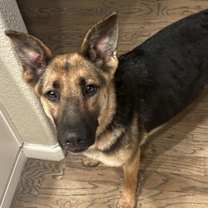 Thumbnail photo of Jade #1