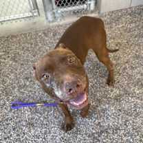 adopt-pet