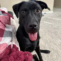 Thumbnail photo of Bear #1