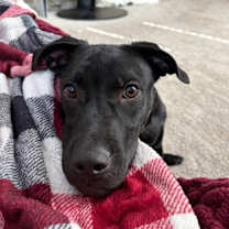 Thumbnail photo of Bear #2