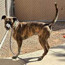 adopt-pet