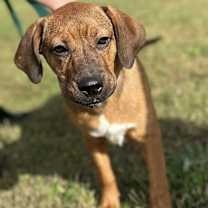 Thumbnail photo of Java $395 #1