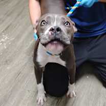 Thumbnail photo of Flower @ Foster #2