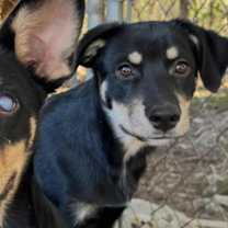 Thumbnail photo of Bane #4