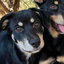 Thumbnail photo of Bane #2