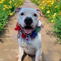 Thumbnail photo of Gilmore #2