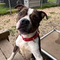 Thumbnail photo of Francis #4