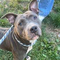 Thumbnail photo of Bella #3