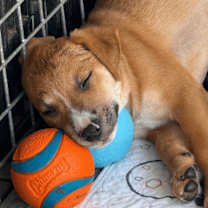 Thumbnail photo of Pumpkin #2