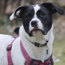 Thumbnail photo of Dottie #2