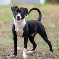 Thumbnail photo of Impatiens #1