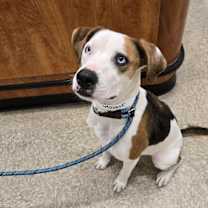 adopt-pet
