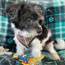 Thumbnail photo of Bernie #4