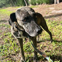 Thumbnail photo of Kimba #2