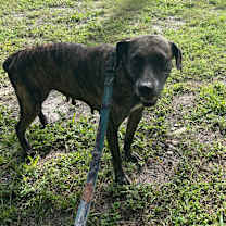 Thumbnail photo of Kimba #3