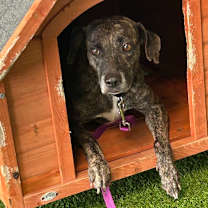 Thumbnail photo of Kimba #4