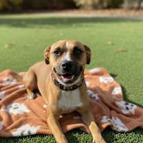 Thumbnail photo of Wren #2