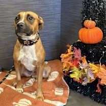 Thumbnail photo of Wren #4