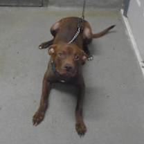 Thumbnail photo of Hershey/Kash #1