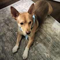 Thumbnail photo of Chico #1