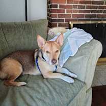 Thumbnail photo of Chico #3