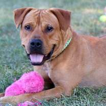 Thumbnail photo of Atticus #2