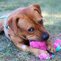 Thumbnail photo of Atticus #3