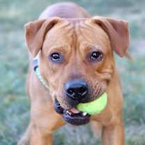 Thumbnail photo of Atticus #4