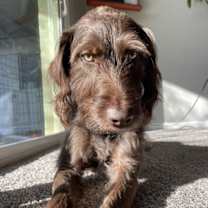 adopt-pet