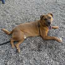 adopt-pet