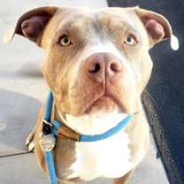 adopt-pet
