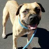 adopt-pet