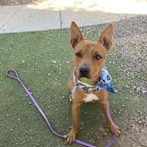 adopt-pet