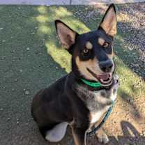 adopt-pet